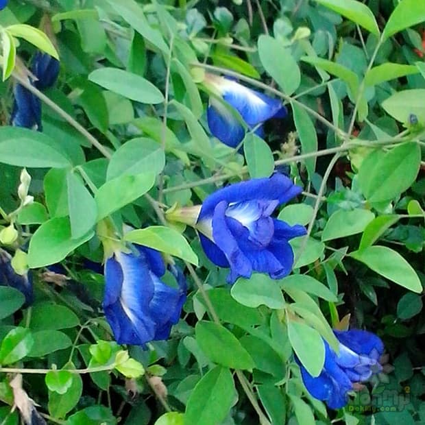 Dried Butterfly pea